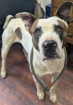 Pit Bull Terrier and Mixed Breed Dogs Available for Adoption in Blue Ridge, Georgia - Buster | PetCurious