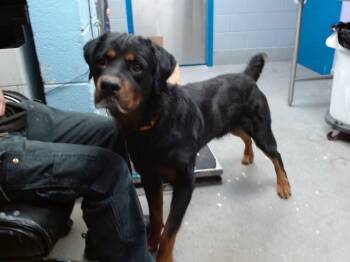 FIZZLEPOP -  Rottweiler and Mixed Breed Dog for Adoption in Albuquerque, New Mexico - FIZZLEPOP | PetCurious