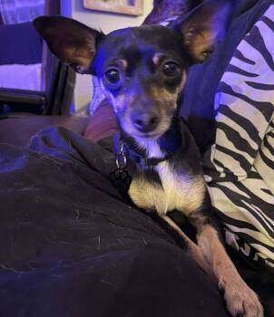 Chihuahua Dogs Available for Adoption - Hannah Banana | PetCurious