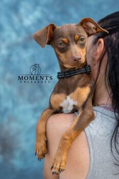 Rutt -  Dachshund and Chihuahua Dog Available for Adoption - Rutt | PetCurious