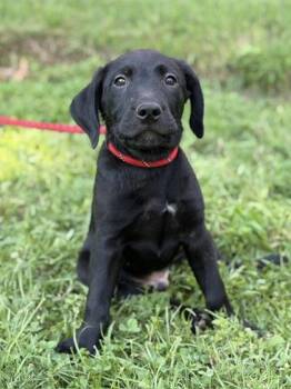 Wilson -  Labrador Retriever and Golden Retriever Dog for Adoption in Malvern, Pennsylvania - Wilson | PetCurious