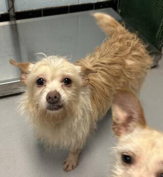 Terrier Dogs Available for Adoption - Pen 238 Marie | PetCurious