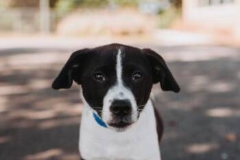 Shepherd and Mixed Breed Dogs Available for Adoption in North Charleston, South Carolina - 91792a Alfalfa | PetCurious