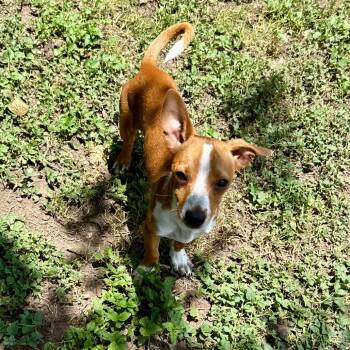 Firecracker 26-07-021 -  Rat Terrier and Chihuahua Dog for Adoption in Bastrop, Texas - Firecracker 26-07-021 | PetCurious