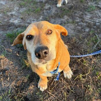 Basset Hound and Beagle Dogs Available for Adoption in Pinellas Park, Florida - Lisa | PetCurious