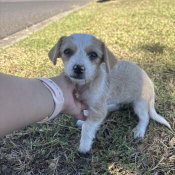 Rescue Terrier and Poodle Dogs for Adoption in Harlingen, Texas - Peaches | PetCurious