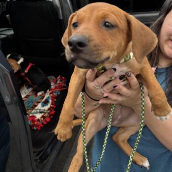 Tilly -  Mixed Breed Dog for Adoption in Marshall, Texas - Tilly | PetCurious