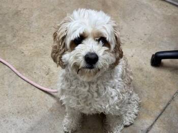 TURBO -  Lhasa Apso and Mixed Breed Dog for Adoption in Colorado Springs, Colorado - TURBO | PetCurious