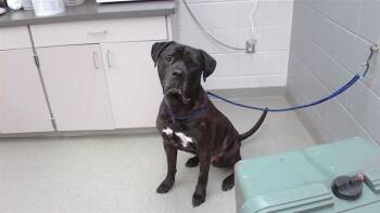 KING KONG BUNDY -  Mastiff and Mixed Breed Dog for Adoption in Omaha, Nebraska - KING KONG BUNDY | PetCurious