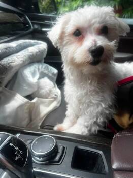 Olaf -  Maltese Dog for Adoption in Fort Lauderdale, Florida - Olaf | PetCurious