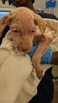 Lydia -  Mixed Breed Dog for Adoption in Mobile, Alabama - Lydia | PetCurious