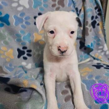 Kellie -  Terrier and Mixed Breed Dog for Adoption in Buffalo, Minnesota - Kellie | PetCurious