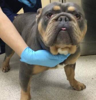 French Bulldog and Mixed Breed Dogs Available for Adoption in Riverside, California - HIPPO | PetCurious