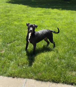 Konan -  Pit Bull Terrier Dog for Adoption in New Baltimore, Michigan - Konan | PetCurious