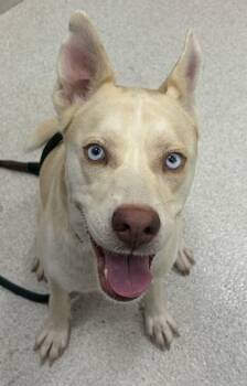 Legend -  Siberian Husky and Mixed Breed Dog for Adoption in Honolulu, Hawaii - Legend | PetCurious