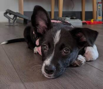 Janelle -  Mixed Breed Dog for Adoption in Athens, Ontario - Janelle | PetCurious