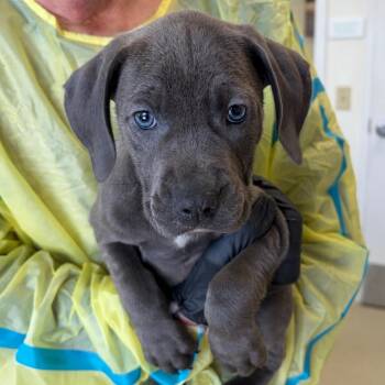 Jujube -  Coonhound and Mixed Breed Dog for Adoption in Nashville, Tennessee - Jujube | PetCurious