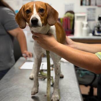 Walker -  Beagle Dog for Adoption in Fort Smith, Arkansas - Walker | PetCurious