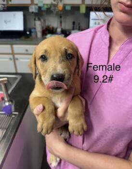 Anya -  Mixed Breed Dog for Adoption in West Chester, Pennsylvania - Anya | PetCurious