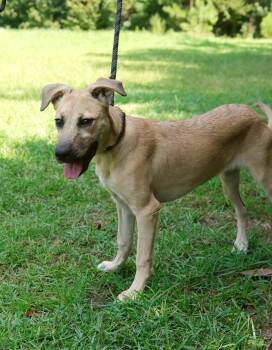 Osprey -  Pit Bull Terrier and Labrador Retriever Dog for Adoption in Winnabow, North Carolina - Osprey | PetCurious