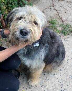 Benji -  Old English Sheepdog Dog for Adoption in Harrison, New York - Benji | PetCurious