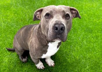 FRODO -  Pit Bull Terrier Dog for Adoption in Fort Lauderdale, Florida - FRODO | PetCurious