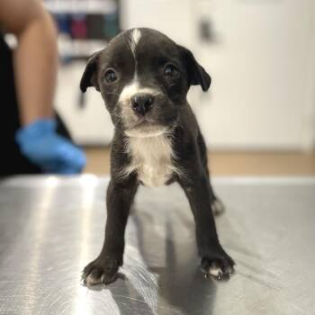 Upsy -  Pit Bull Terrier and Mixed Breed Dog for Adoption in Livingston, Texas - Upsy | PetCurious