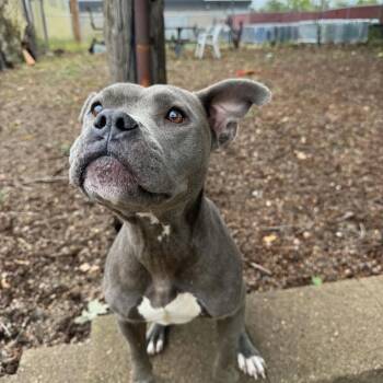 Evelyn D12612 -  Pit Bull Terrier and Boxer Dog for Adoption - Evelyn D12612 | PetCurious