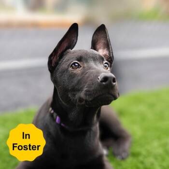 Rescue Doberman Pinscher Dogs for Adoption in Vallejo, California - Eggo | PetCurious
