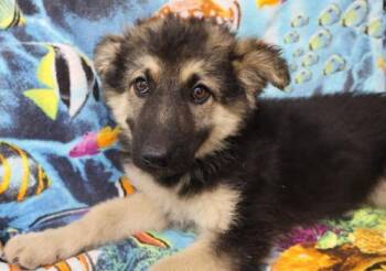 Quip -  German Shepherd Dog Dog for Adoption in Thief River Falls, Minnesota - Quip | PetCurious