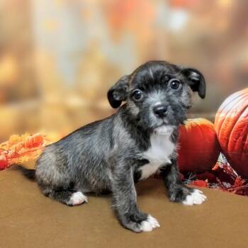 Ella -  Mixed Breed Dog for Adoption in Griswold, Connecticut - Ella | PetCurious