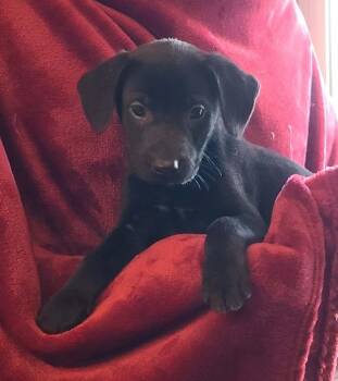 Mixed Breed Dogs Available for Adoption in Rockland, Wisconsin - Enchilada | PetCurious
