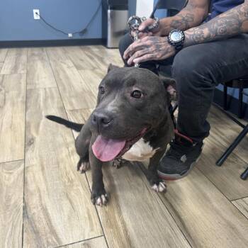 Pit Bull Terrier Dogs Available for Adoption in Newark, New Jersey - Chocolate | PetCurious