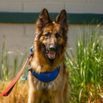 German Shepherd Dog Dogs Available for Adoption in Millcreek, Utah - Anuba | PetCurious