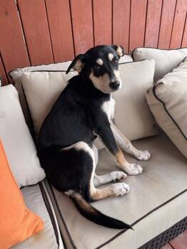 RIPLEY -  German Shepherd Dog Dog for Adoption in San Antonio, Texas - RIPLEY | PetCurious