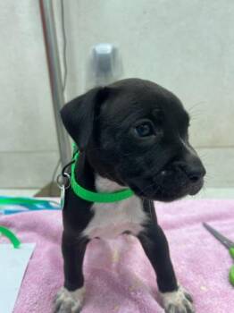 Usher -  Pit Bull Terrier and Mixed Breed Dog for Adoption in Honolulu, Hawaii - Usher | PetCurious