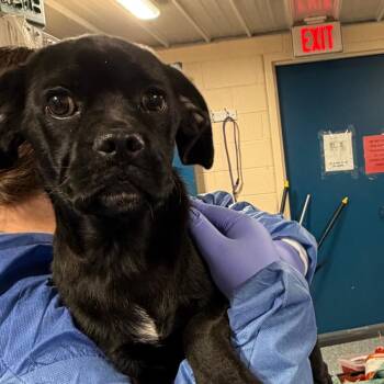 Kreacher -  Pug and Beagle Dog for Adoption in Charlottesville, Virginia - Kreacher | PetCurious