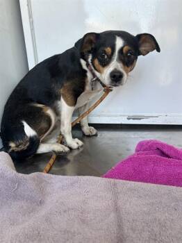 Terrier Dogs Available for Adoption - GIDGET | PetCurious