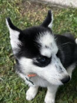 Rescue Siberian Husky Dogs for Adoption in Burlington, Wisconsin - Delta | PetCurious