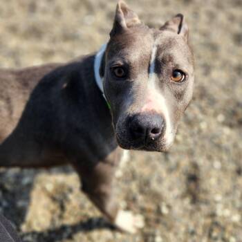 Pit Bull Terrier Dogs Available for Adoption - Samantha Stevens | PetCurious