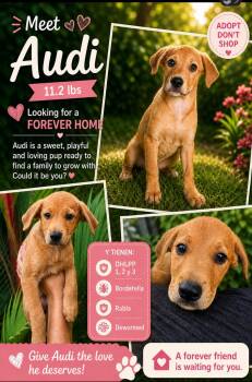 Retriever Dogs Available for Adoption in Jenkintown, Pennsylvania - Audi | PetCurious