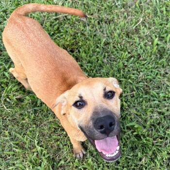 Carmen -  Retriever and Hound Dog for Adoption in Wilmington, Delaware - Carmen | PetCurious