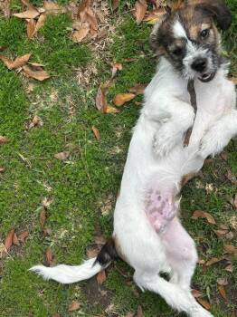 Terrier and Chihuahua Dogs Available for Adoption - Rufus | PetCurious