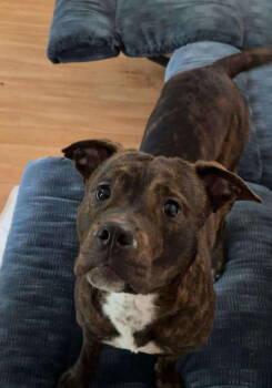 Rescue Pit Bull Terrier and Australian Shepherd Dogs for Adoption in Albemarle, North Carolina - Diesel | PetCurious