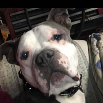 Rescue Terrier Dogs for Adoption in Flintstone, Maryland - Shadow | PetCurious