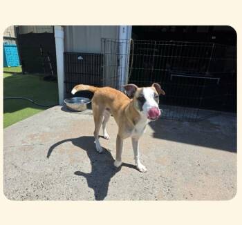 Chestnut -  Labrador Retriever Dog for Adoption in Liverpool, New York - Chestnut | PetCurious