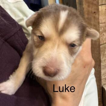 Mixed Breed Dogs Available for Adoption in Bartlett, Tennessee - Luke | PetCurious