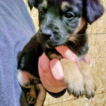 Jaxon (20261018-04) -  Labrador Retriever Dog for Adoption in Niagara Falls, Ontario - Jaxon (20261018-04) | PetCurious