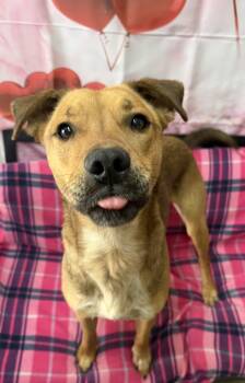 Black Mouth Cur and Australian Cattle Dog Blue Heeler Dogs Available for Adoption - Shamus | PetCurious