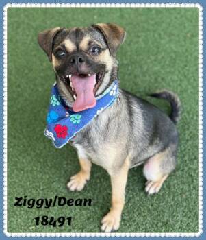 Chihuahua Dogs Available for Adoption in Marietta, Georgia - ZIGGY/DEAN | PetCurious